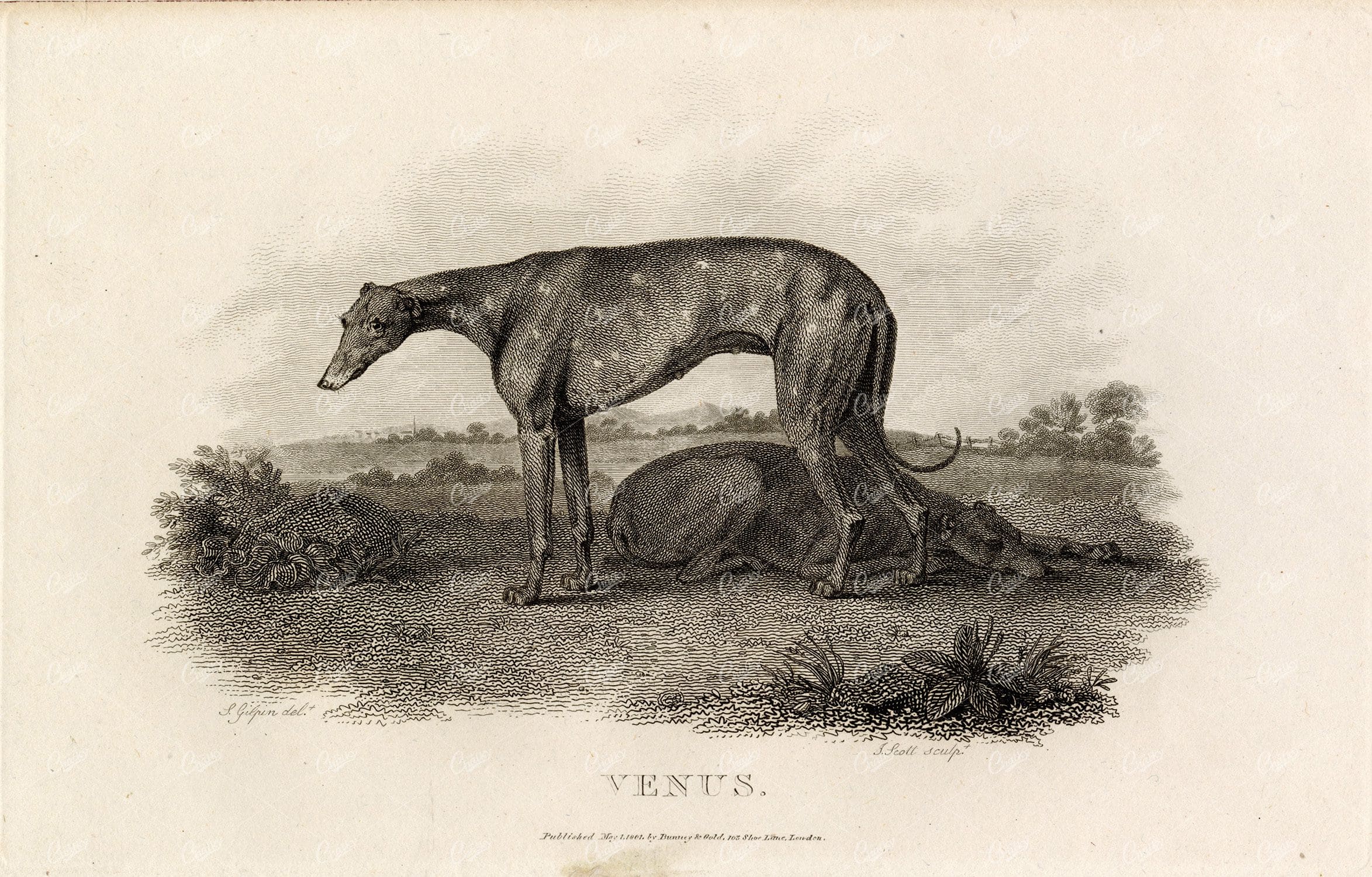 ANTIQUE Rural Sports Engraving - 'Venus' the Greyhound