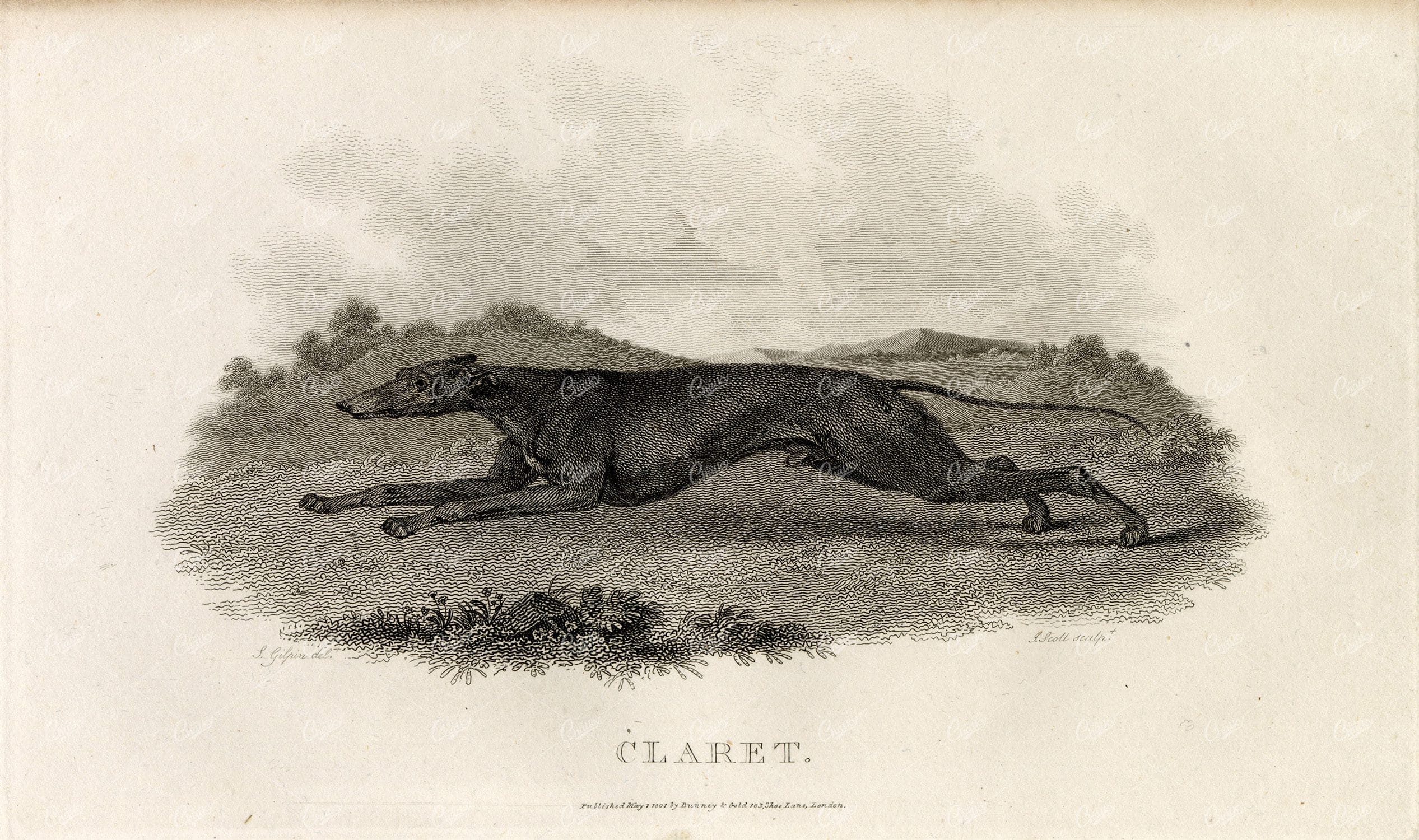 ANTIQUE Rural Sports Engraving - 'Claret' the Greyhound