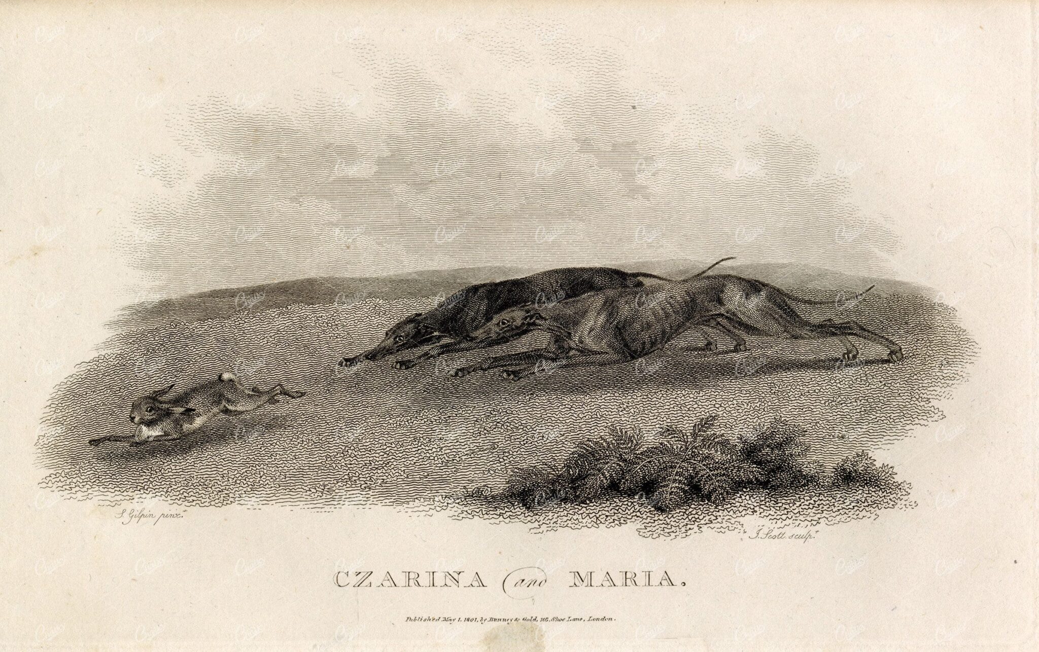 ANTIQUE Rural Sports Engraving - Greyhounds Hunting Rabbit