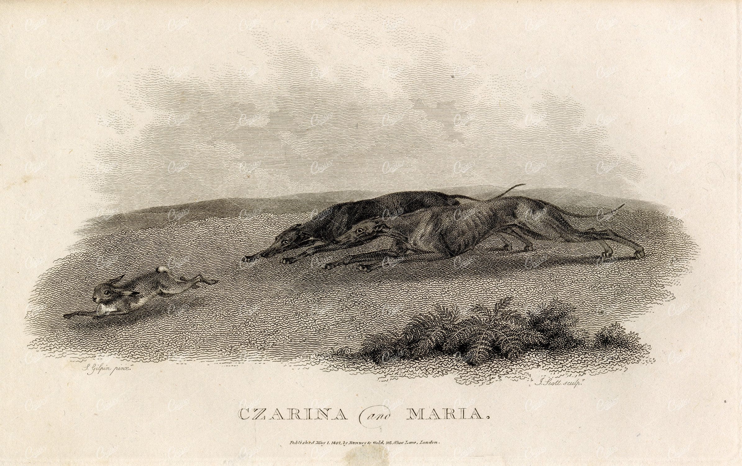 ANTIQUE Rural Sports Engraving - Greyhounds Hunting Rabbit