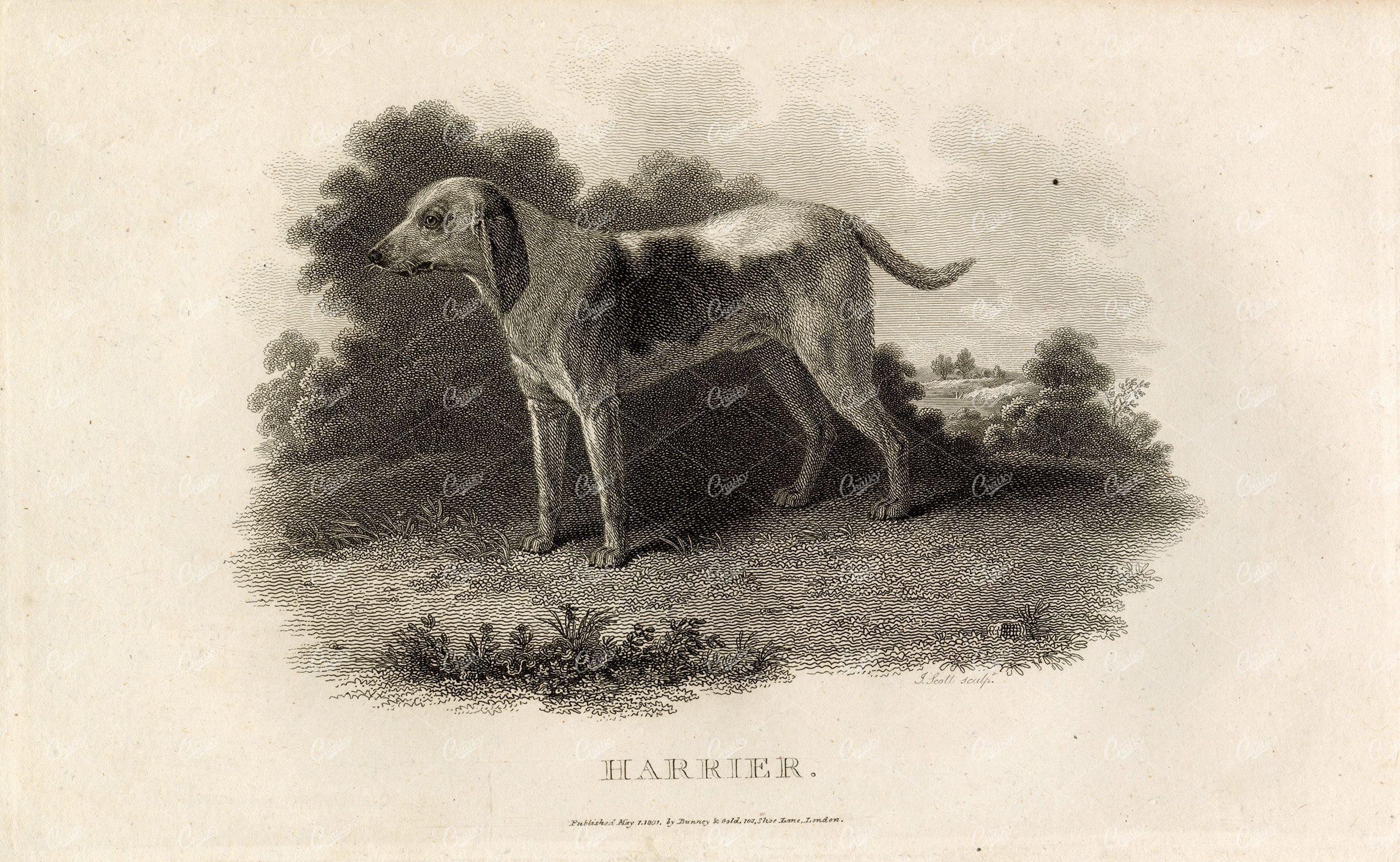 ANTIQUE Rural Sports Engraving - 'Harrier' The Hound