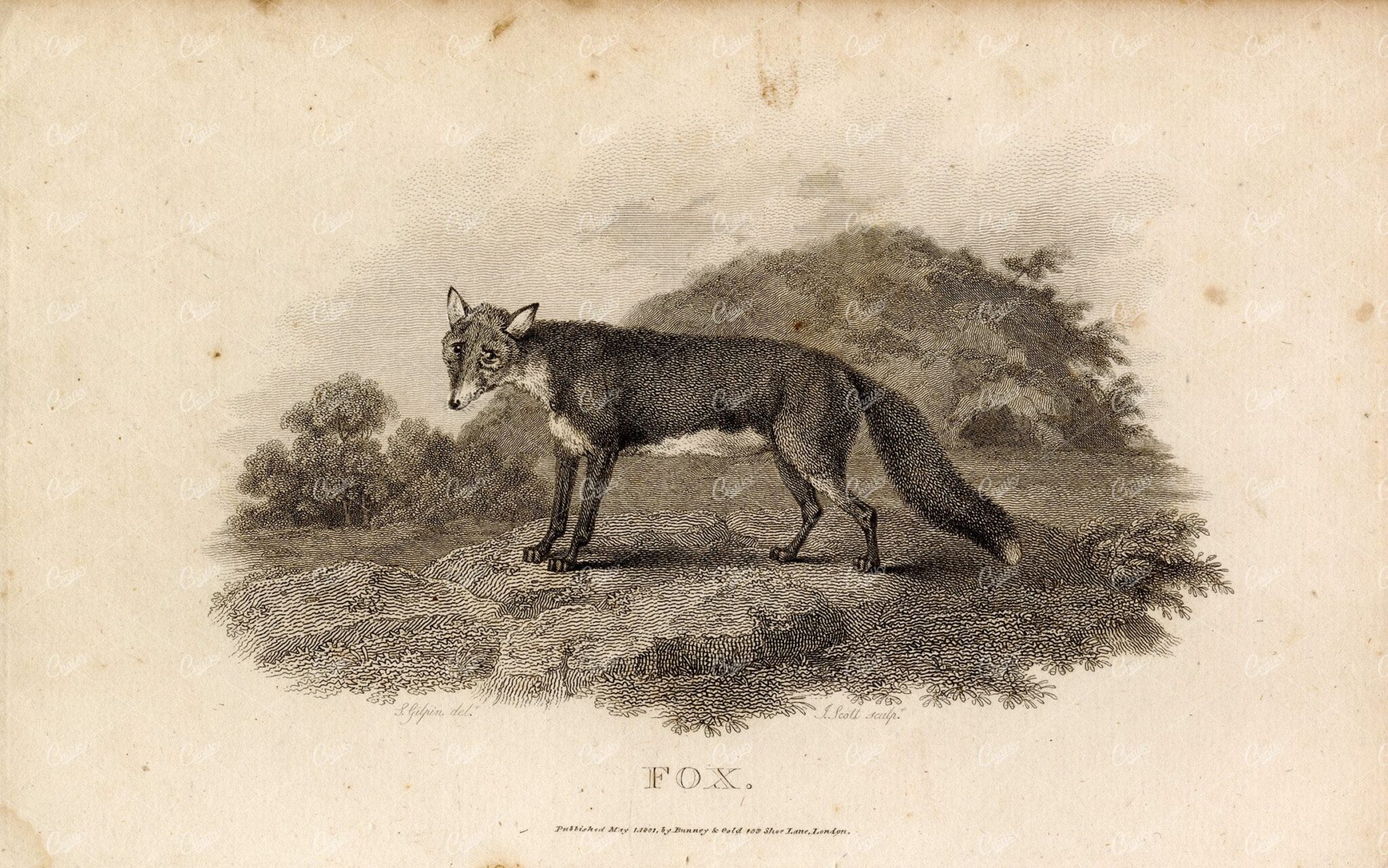 ANTIQUE Rural Sports Engraving - Fox Standing in Field