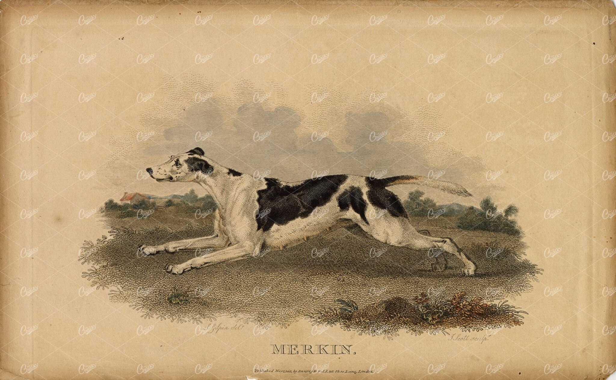 ANTIQUE Rural Sports Hand Coloured Engraving - 'Merkin' the Fox Hound