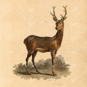 ANTIQUE Rural Sports Hand Coloured Engraving of a Stag