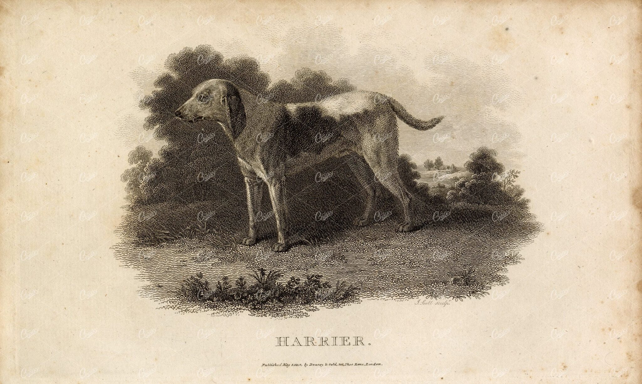 ANTIQUE Rural Sports Engraving - 'Harrier' The Hound