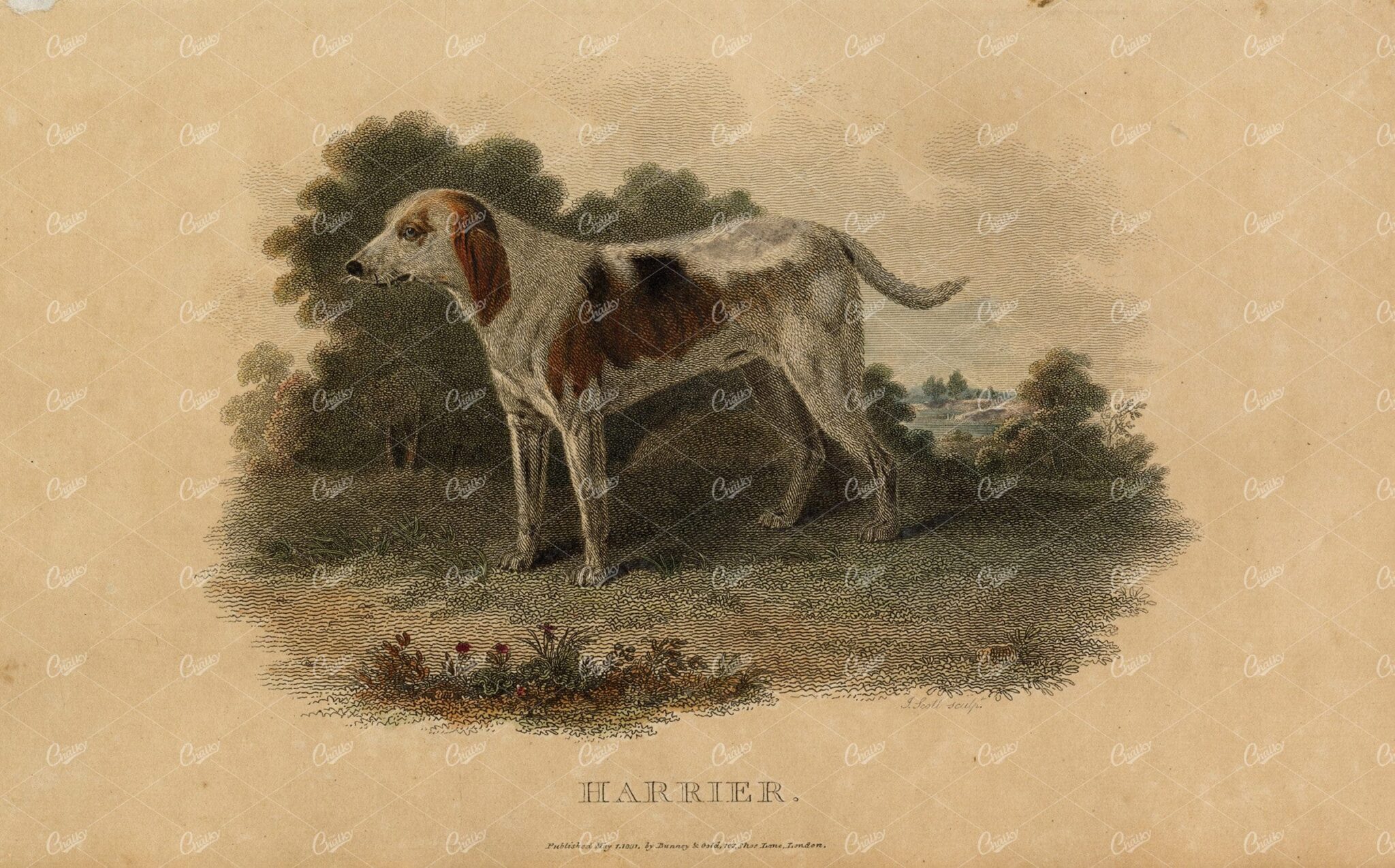 ANTIQUE Rural Sports Hand Coloured Engraving of Harrier the Dog