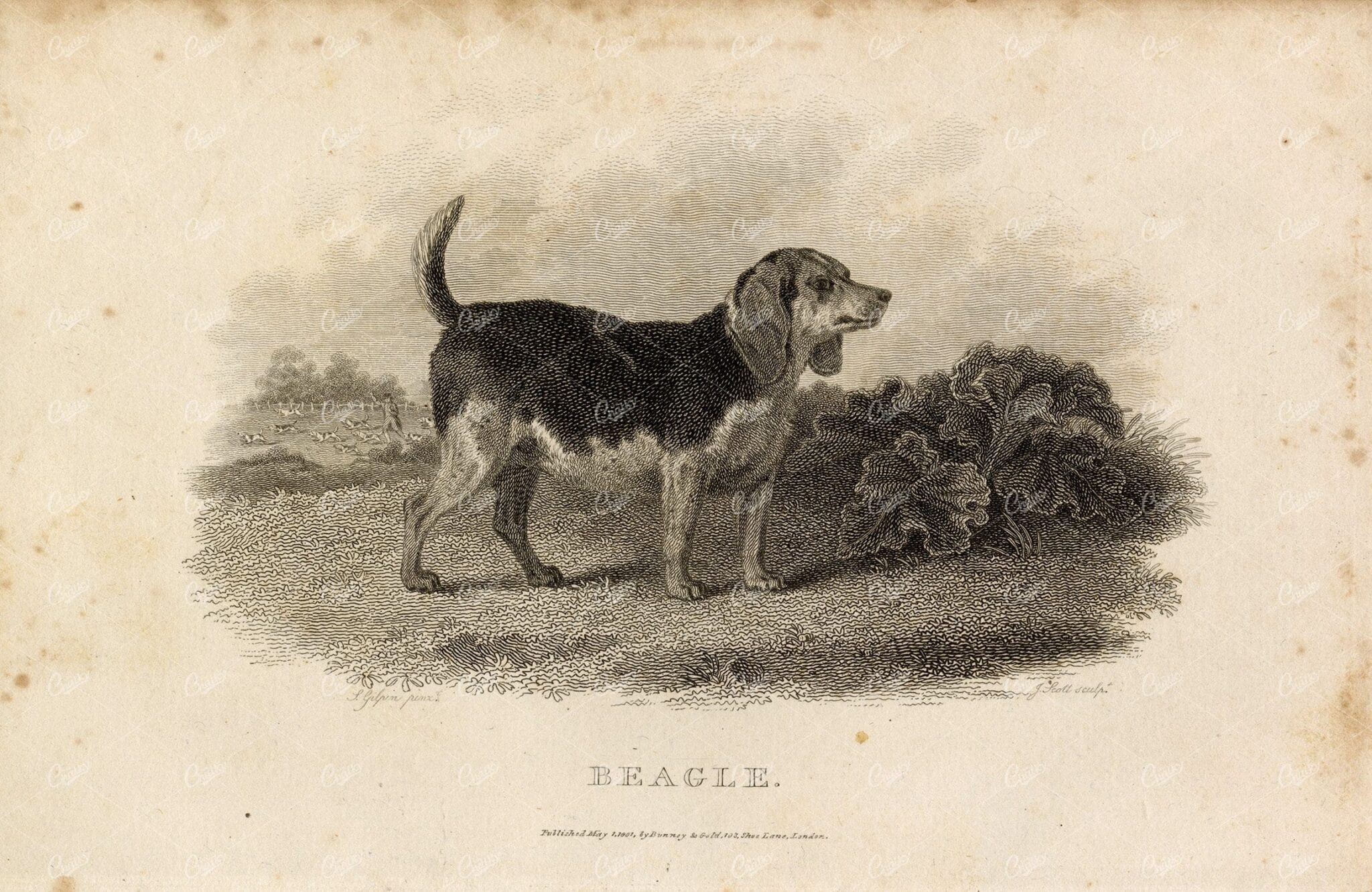 ANTIQUE Rural Sports Engraving - Beagle Dog in Field