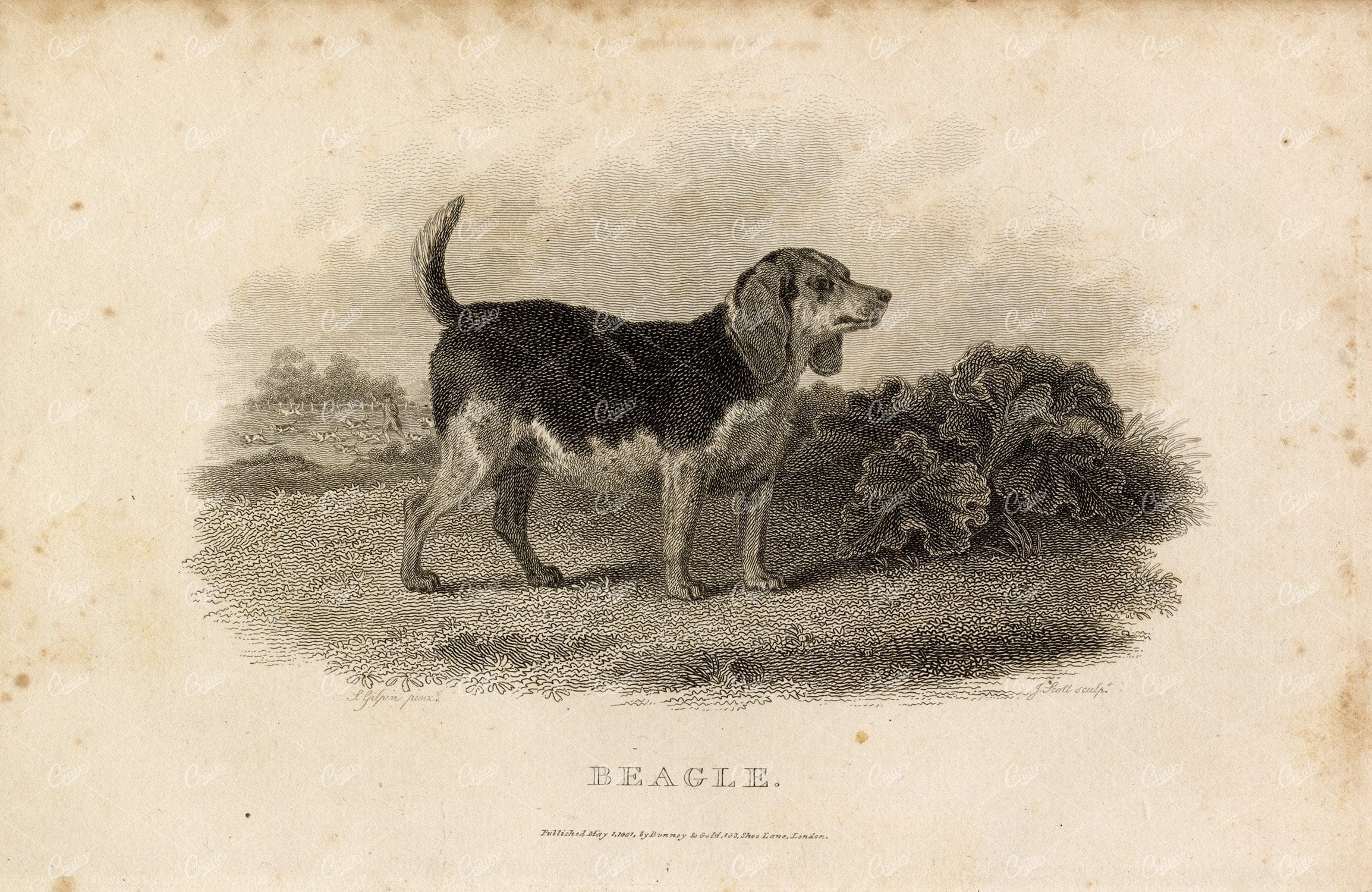 ANTIQUE Rural Sports Engraving - Beagle Dog in Field