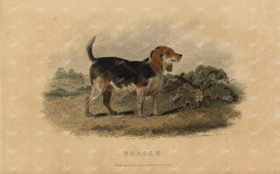 ANTIQUE Rural Sports Hand Coloured Engraving of a Beagle Dog