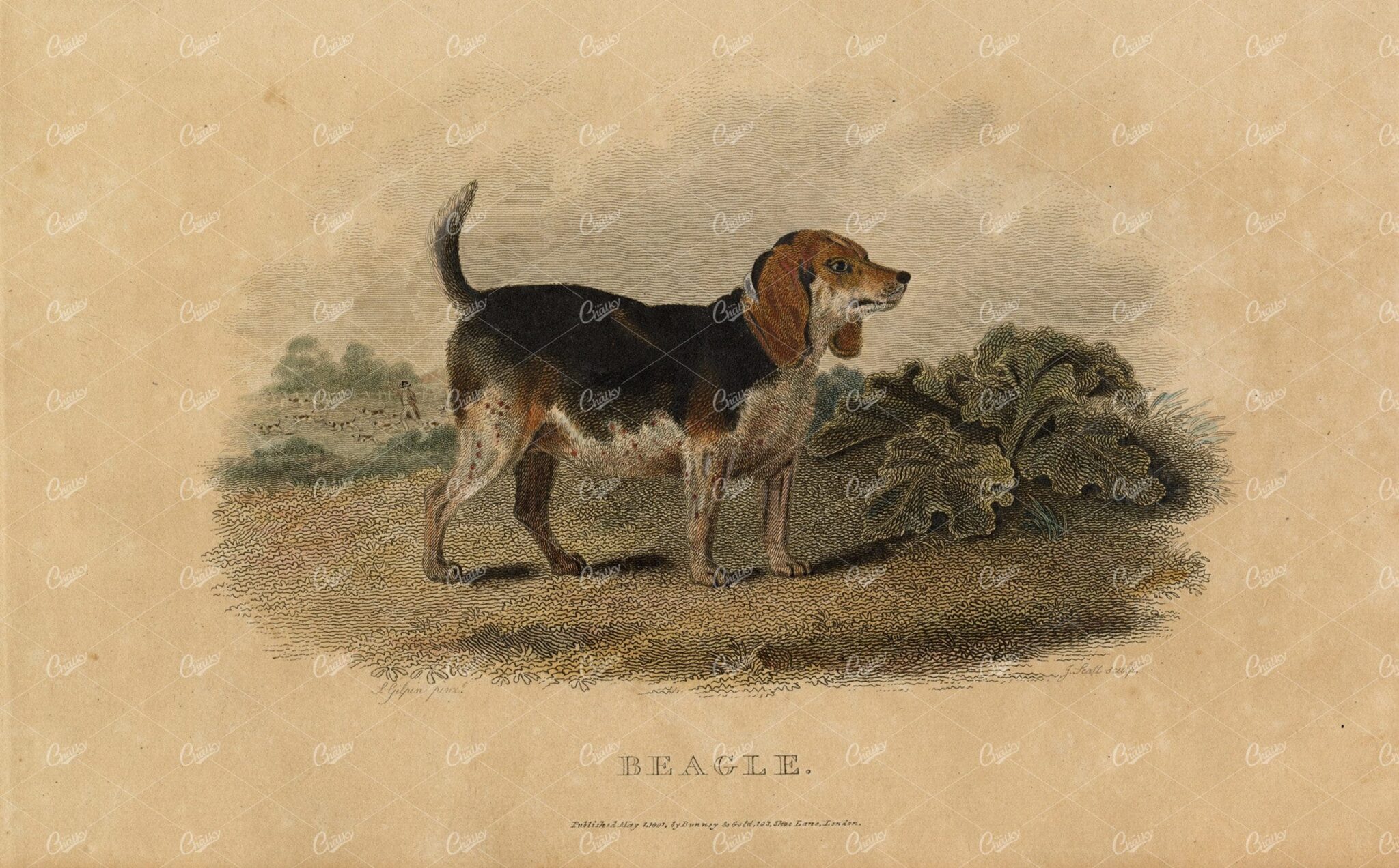 ANTIQUE Rural Sports Hand Coloured Engraving of a Beagle Dog