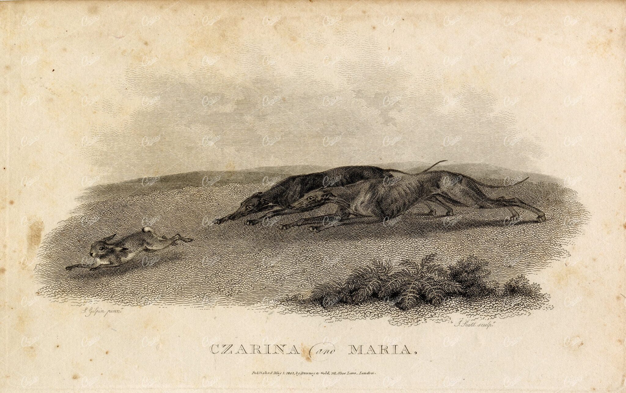 ANTIQUE Rural Sports Engraving - Greyhounds Hunting Rabbit