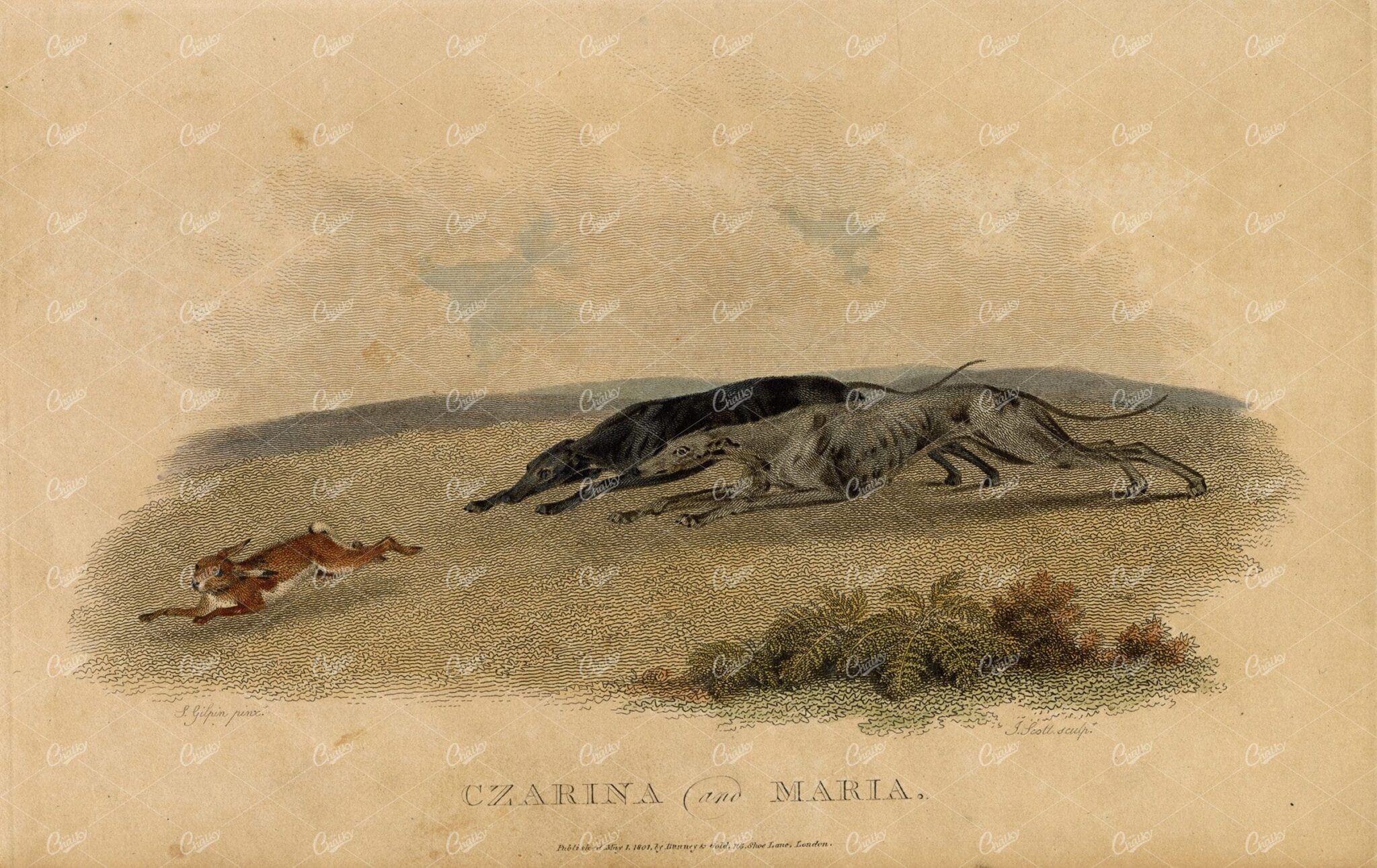 ANTIQUE Rural Sports Hand Coloured Engraving of Greyhounds Hunting