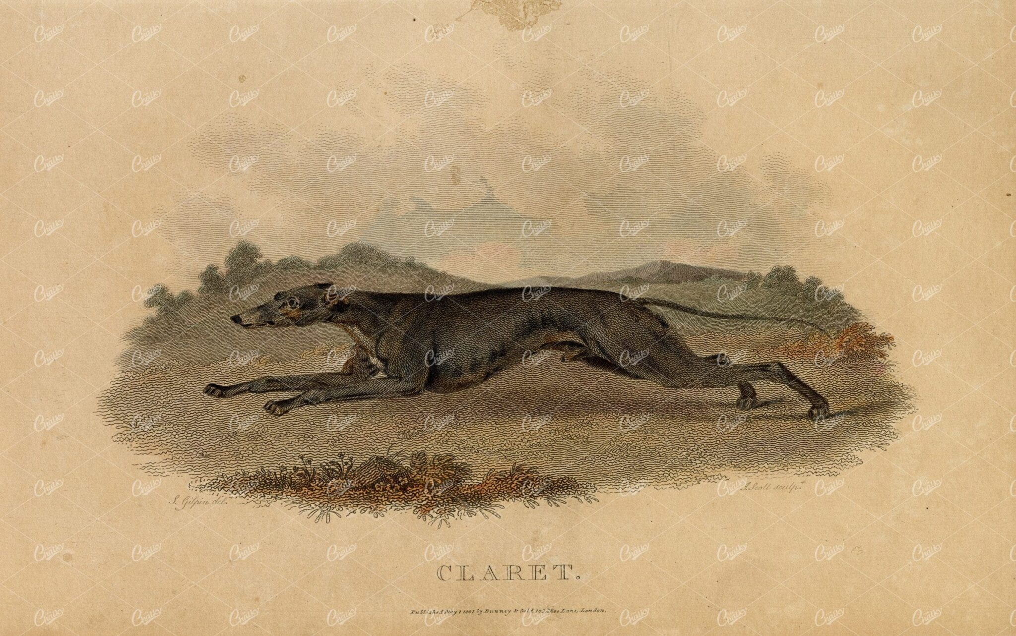 ANTIQUE Rural Sports Hand Coloured Engraving - 'Claret' the Greyhound