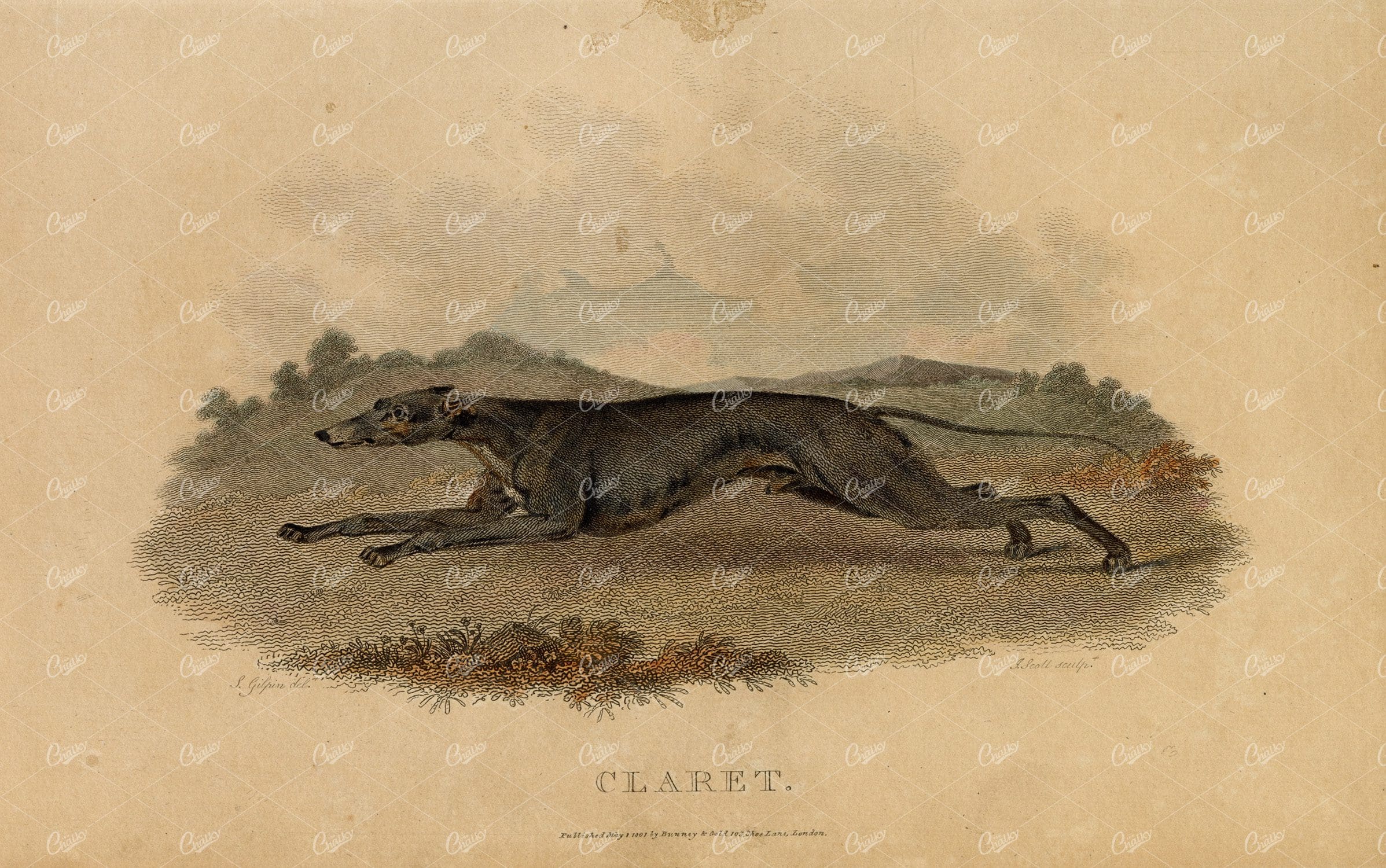 ANTIQUE Rural Sports Hand Coloured Engraving - 'Claret' the Greyhound