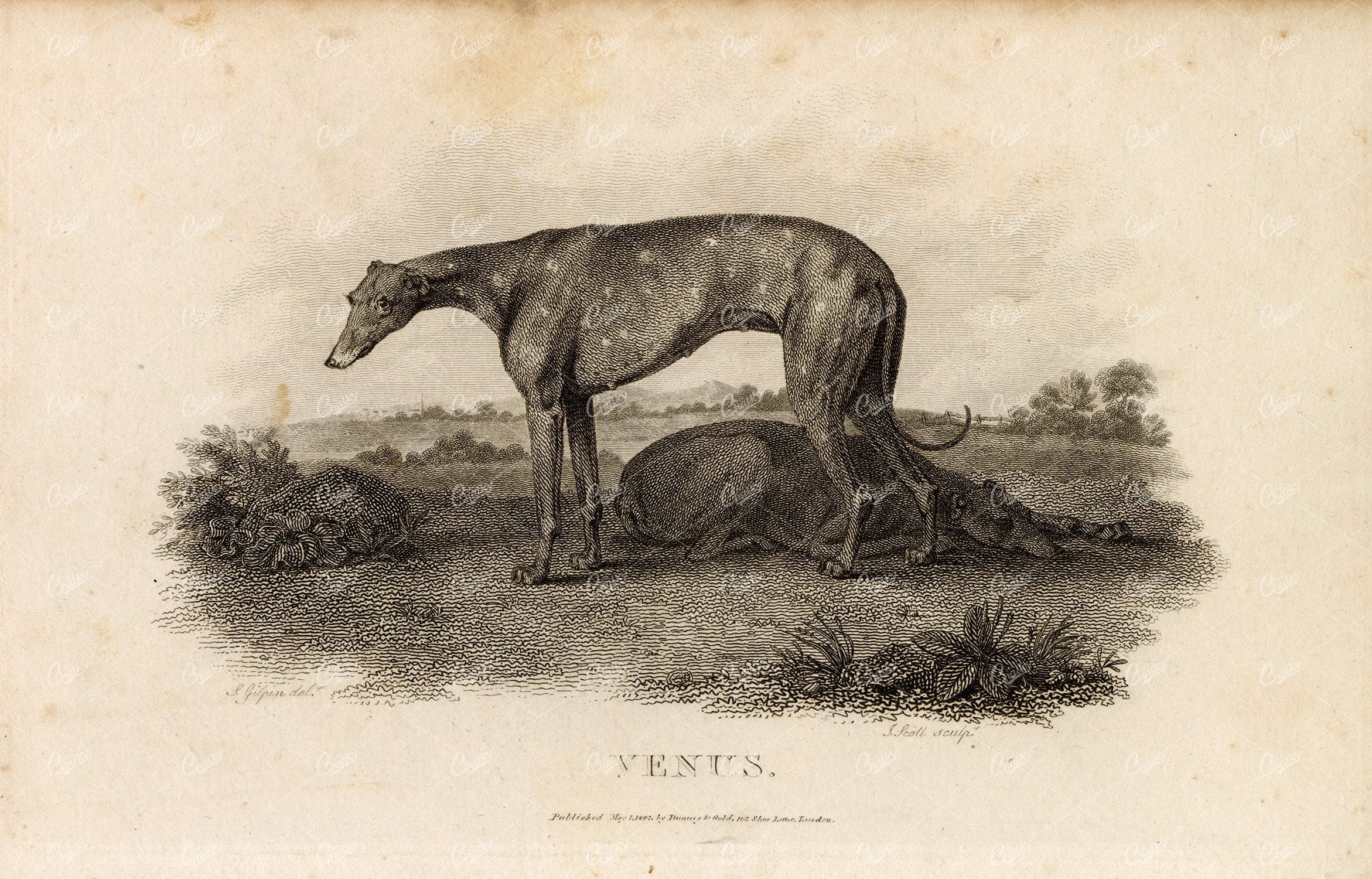 ANTIQUE Rural Sports Engraving - 'Venus' the Greyhound