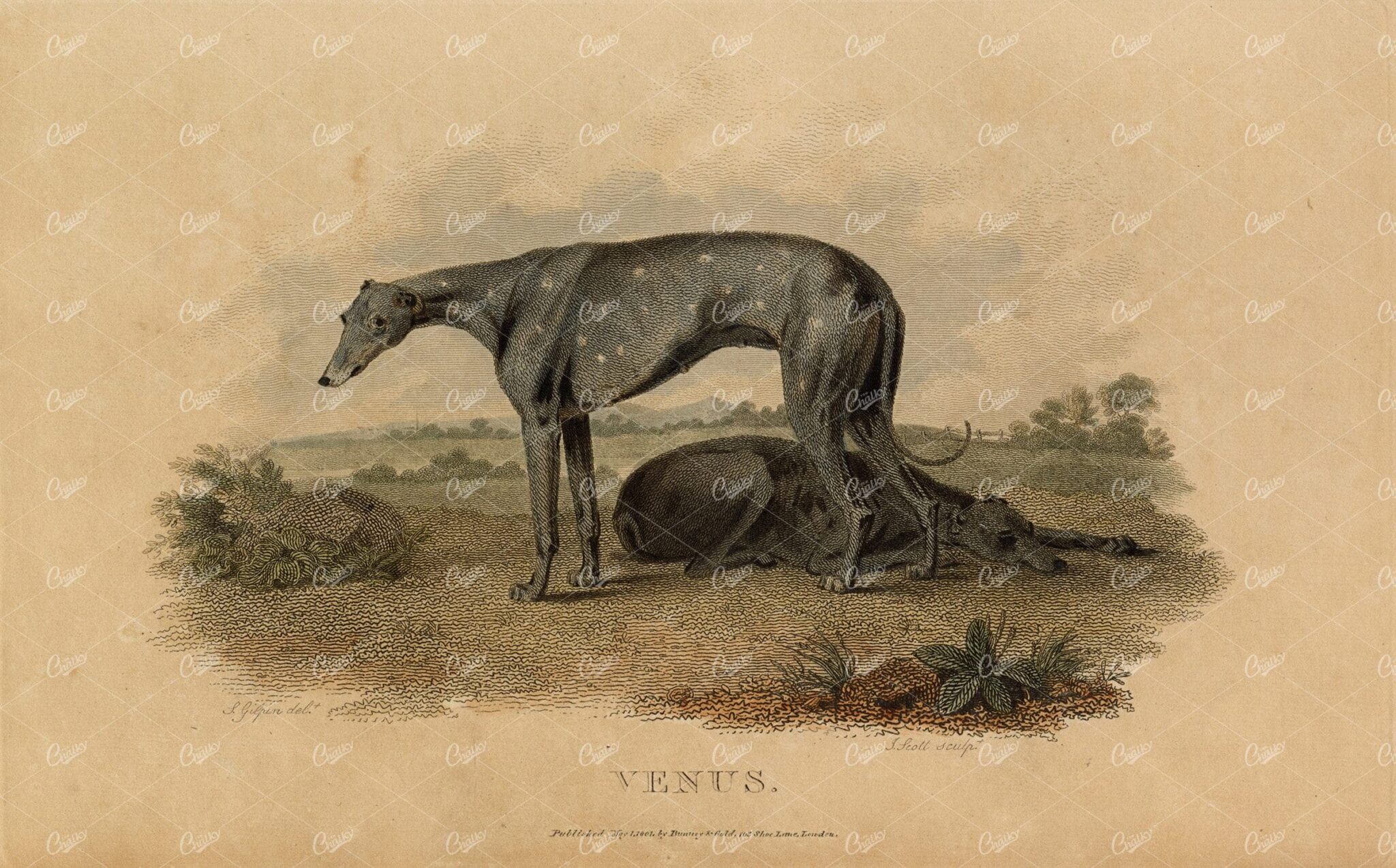 ANTIQUE Rural Sports Hand Coloured Engraving - 'Venus' the Greyhound