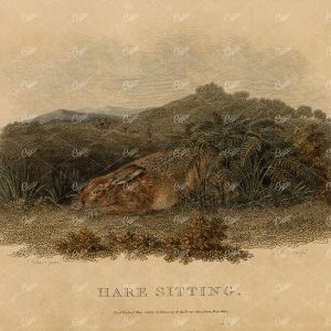 ANTIQUE Rural Sports Hand Coloured Engraving of a Hare Sitting