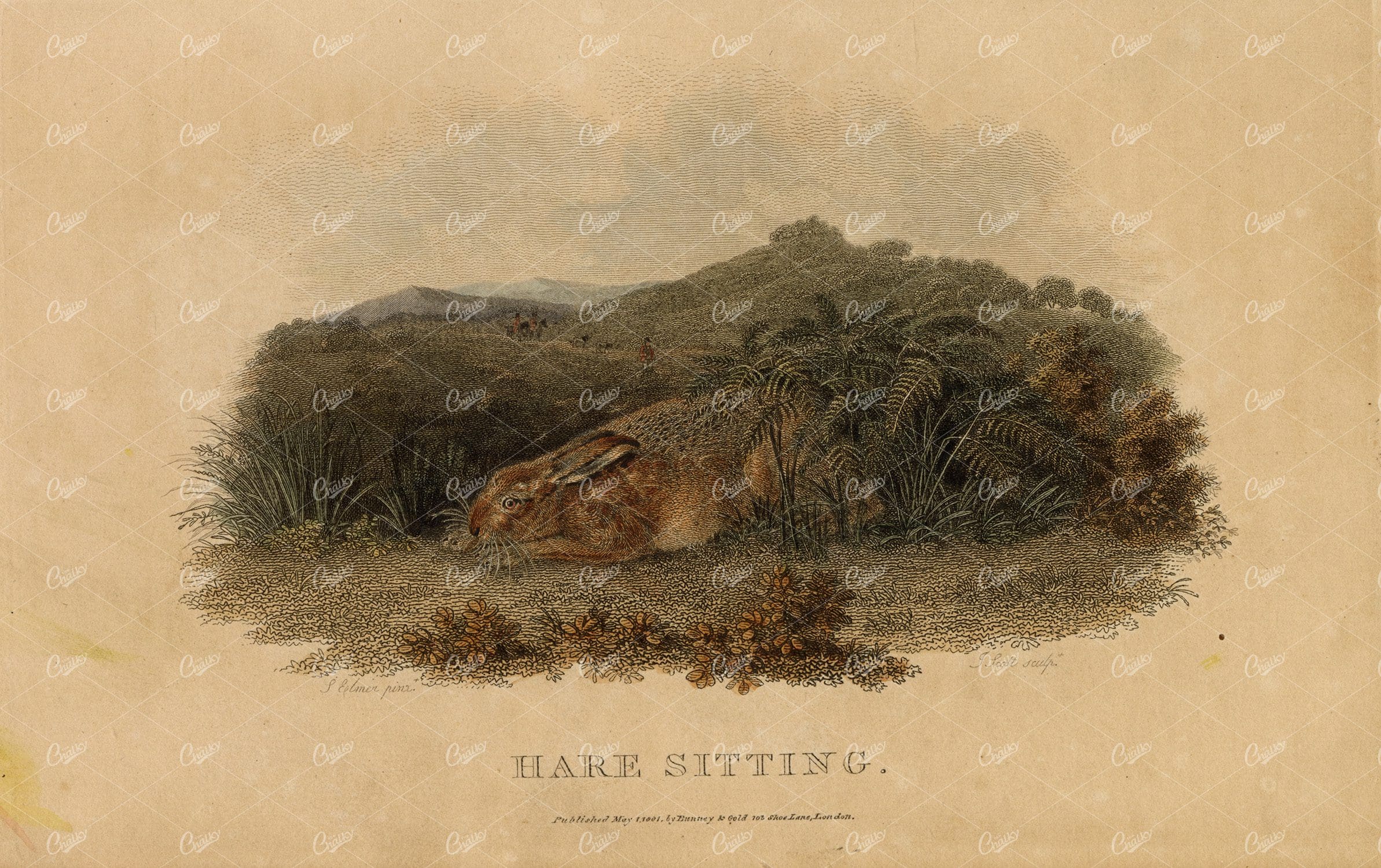 ANTIQUE Rural Sports Hand Coloured Engraving of a Hare Sitting
