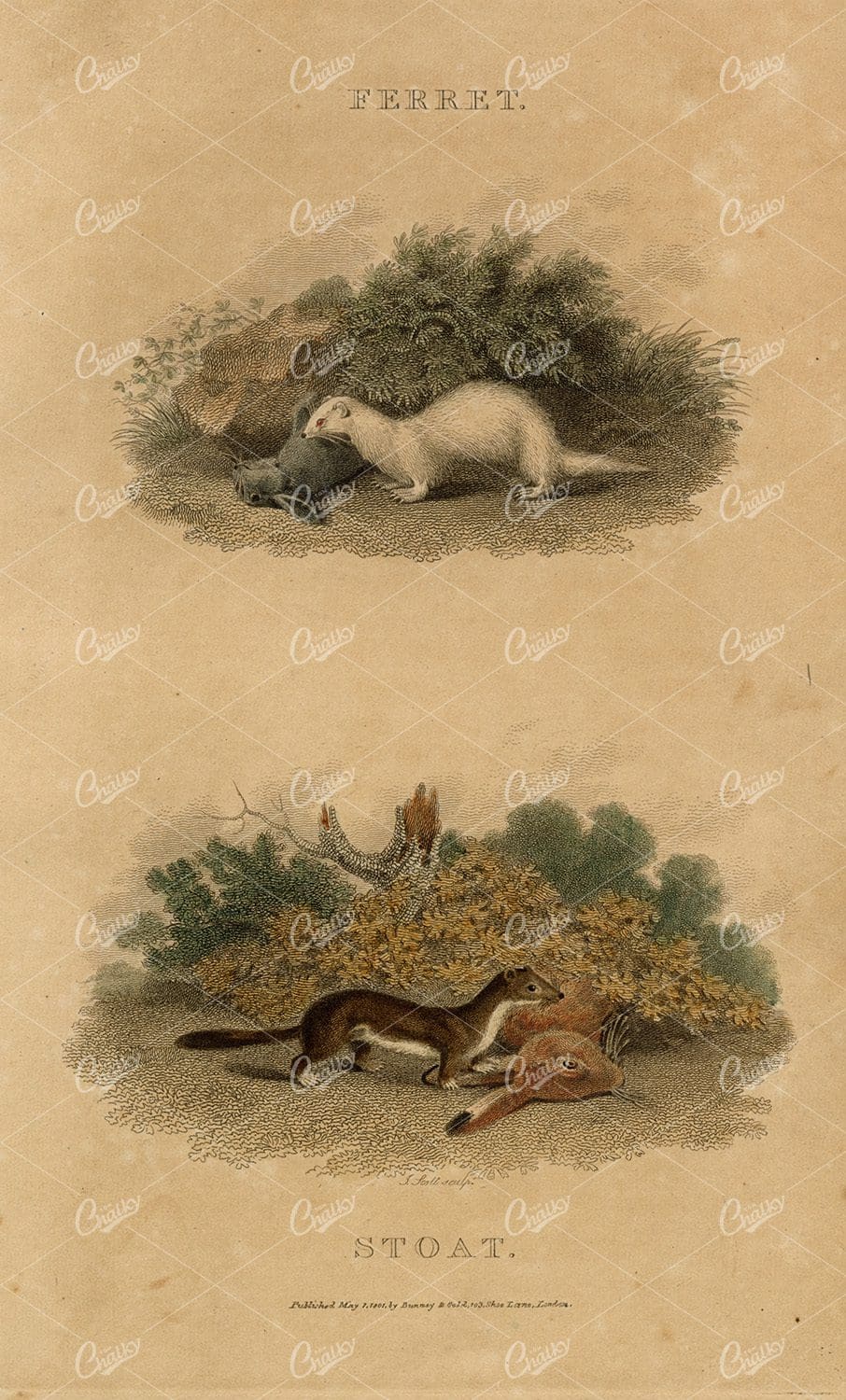 ANTIQUE Rural Sports Hand Coloured Engraving of a Ferret and Stout