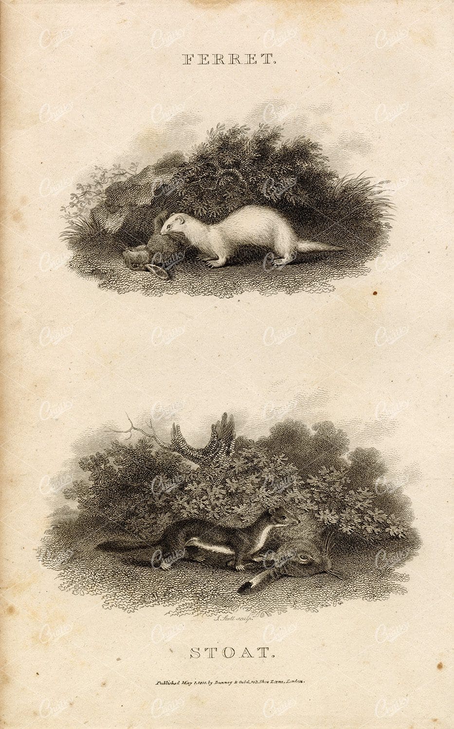 ANTIQUE Rural Sports Engraving - Ferret and Stoat