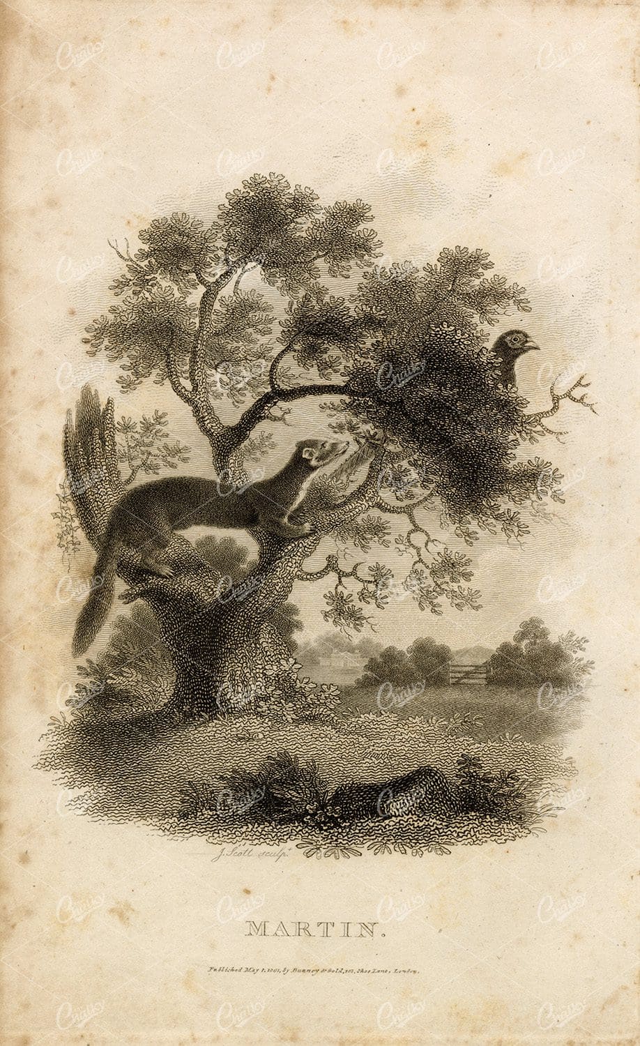 ANTIQUE Rural Sports Engraving - Martin and Pheasant in a Tree