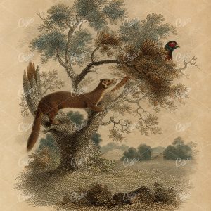ANTIQUE Rural Sports Hand Coloured Engraving of a Margin and Pheasant