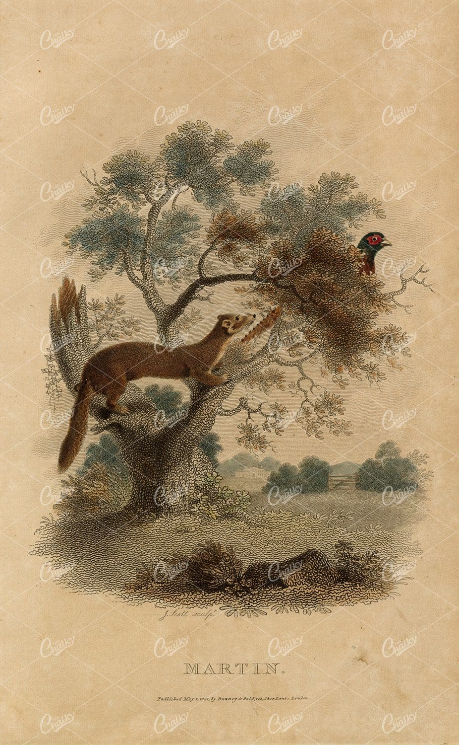ANTIQUE Rural Sports Hand Coloured Engraving of a Margin and Pheasant