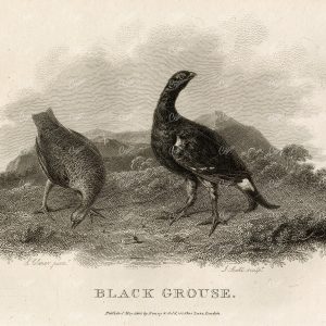 ANTIQUE Rural Sports Engraving - Black Grouse Bird