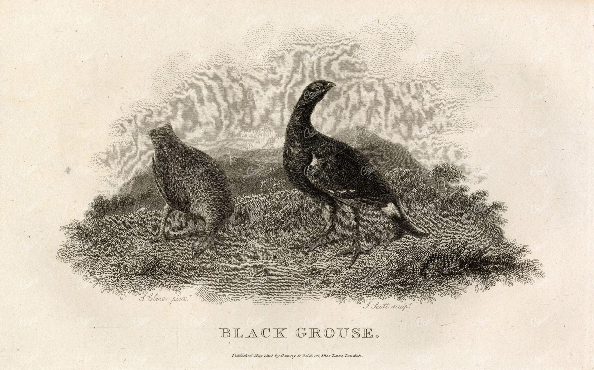 ANTIQUE Rural Sports Engraving - Black Grouse Bird