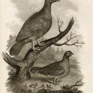 ANTIQUE Rural Sports Engraving - Wood Grouse Bird
