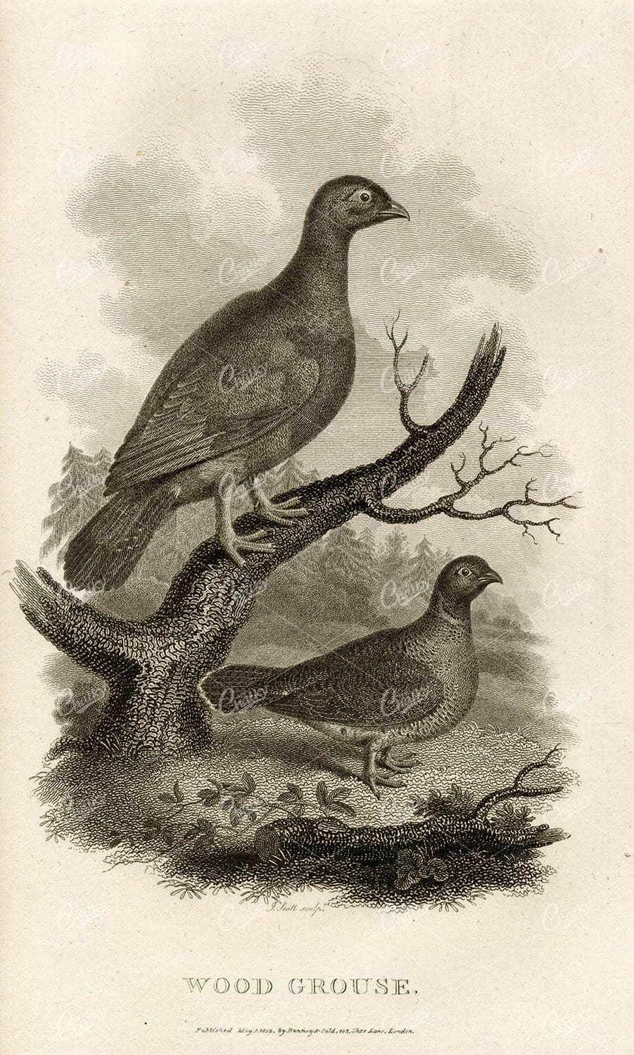 ANTIQUE Rural Sports Engraving - Wood Grouse Bird