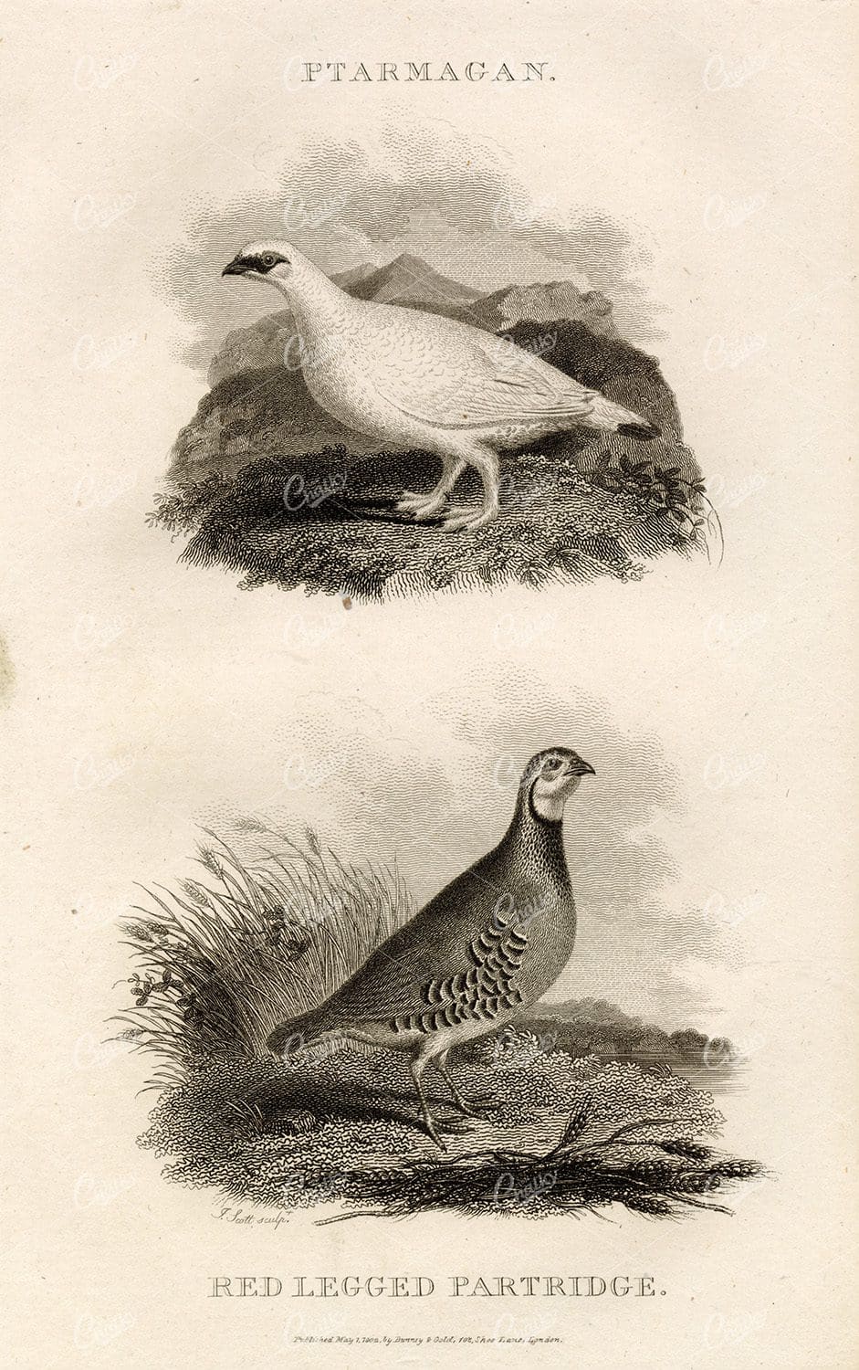 ANTIQUE Rural Sports Engraving - Ptarmigan and Partridge Birds
