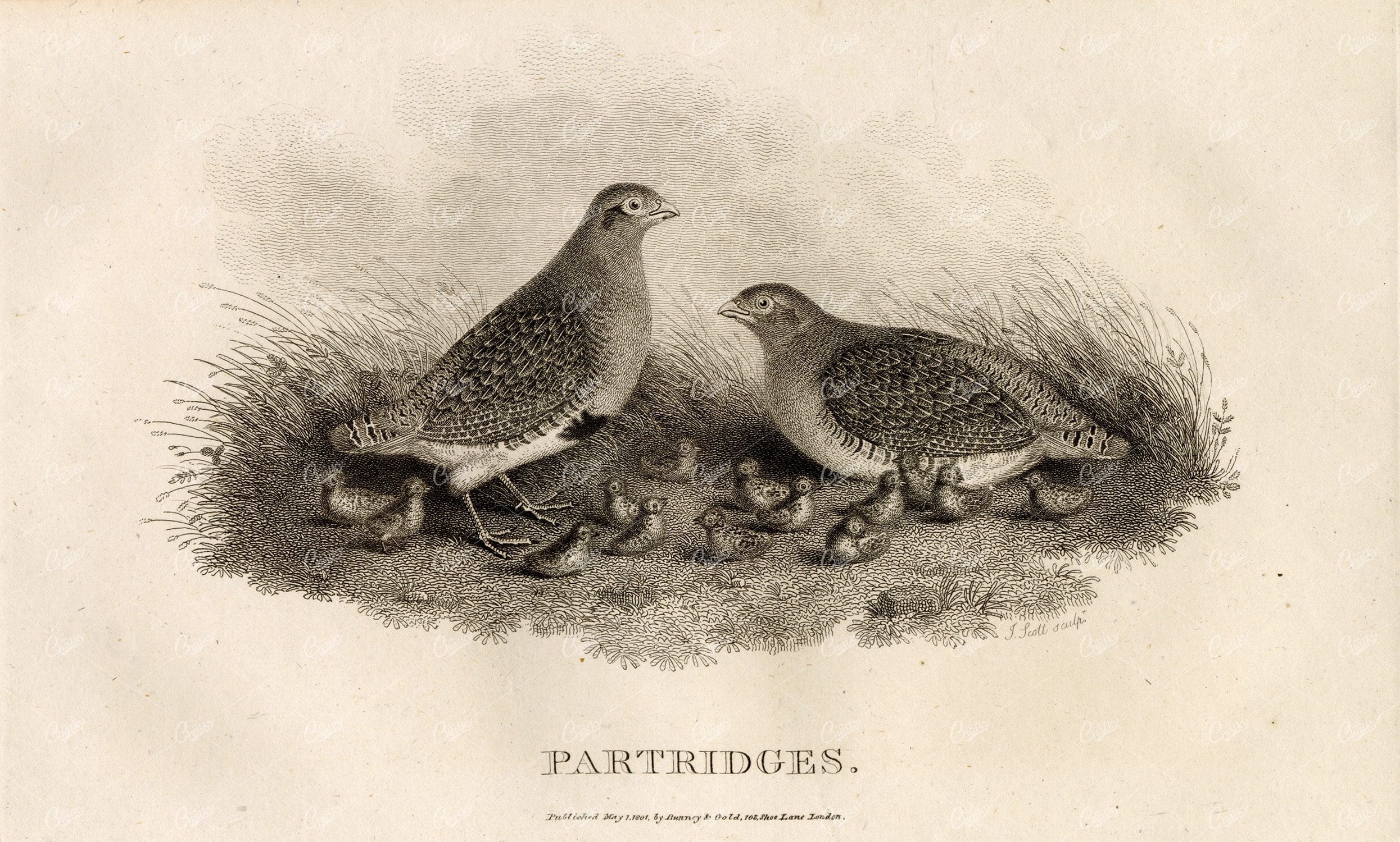ANTIQUE Rural Sports Engraving - Partridge Birds and Chicks