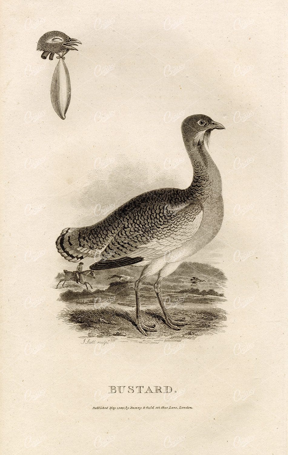 ANTIQUE Rural Sports Engraving - Bustard Bird with Hunt in Background