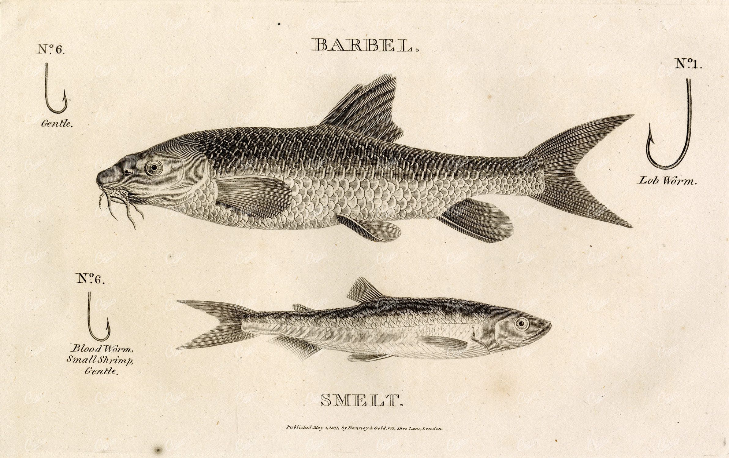 ANTIQUE Rural Sports Engraving - Barbel and Smelt Fish