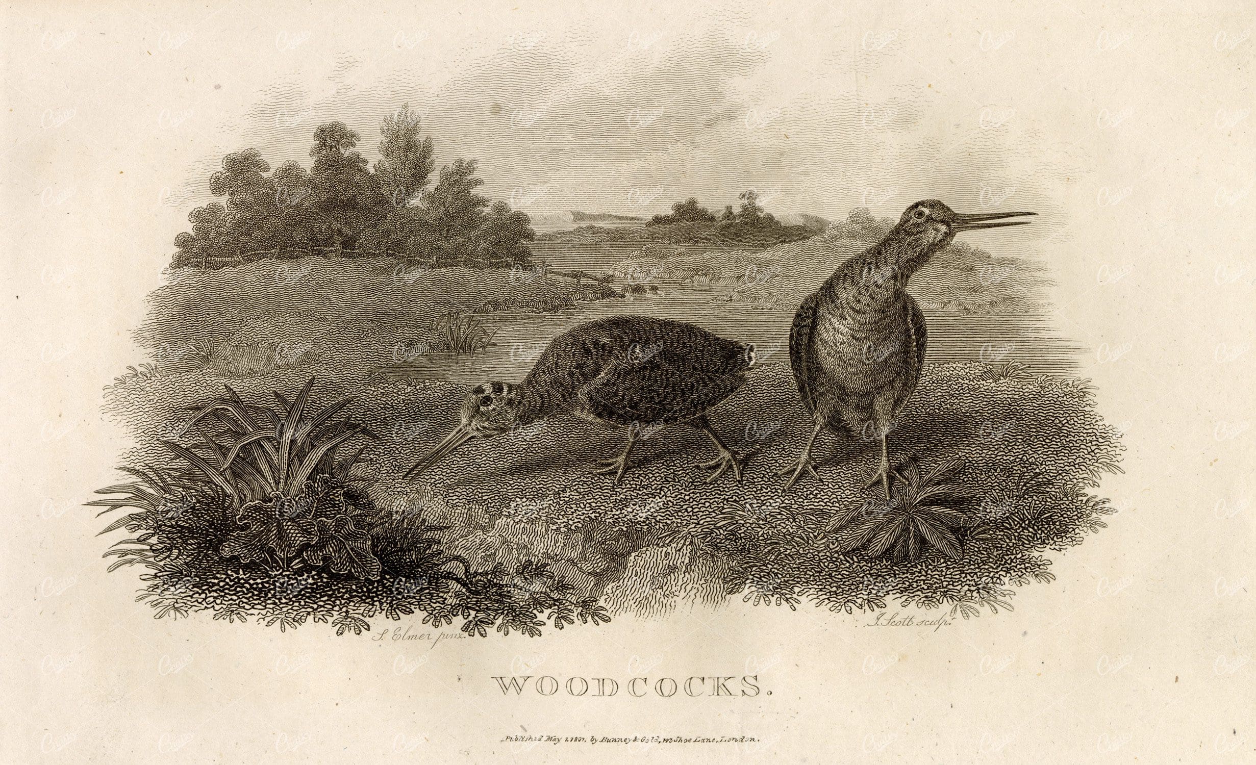 ANTIQUE Rural Sports Engraving - Woodcock Birds