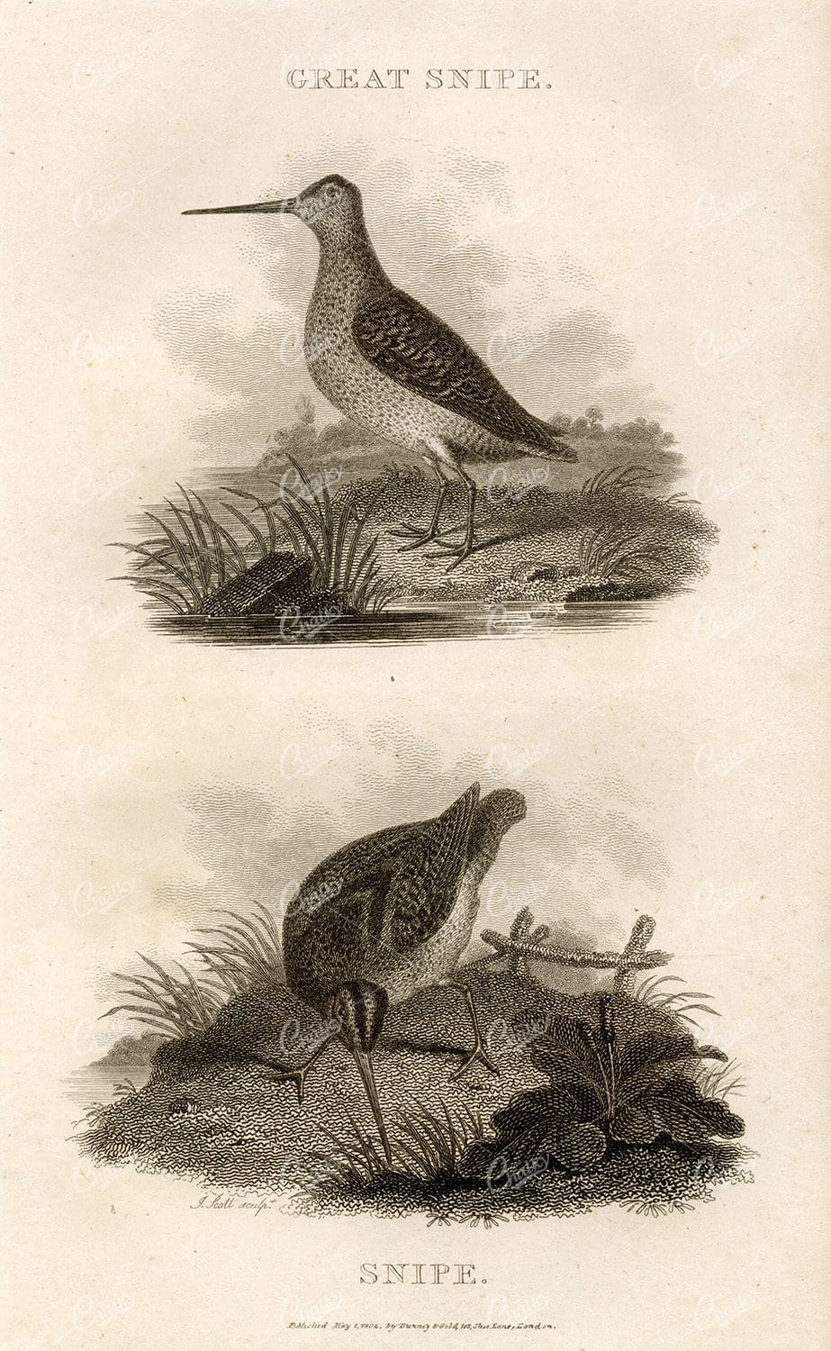 ANTIQUE Rural Sports Engraving - Great Snipe and Snipe Birds