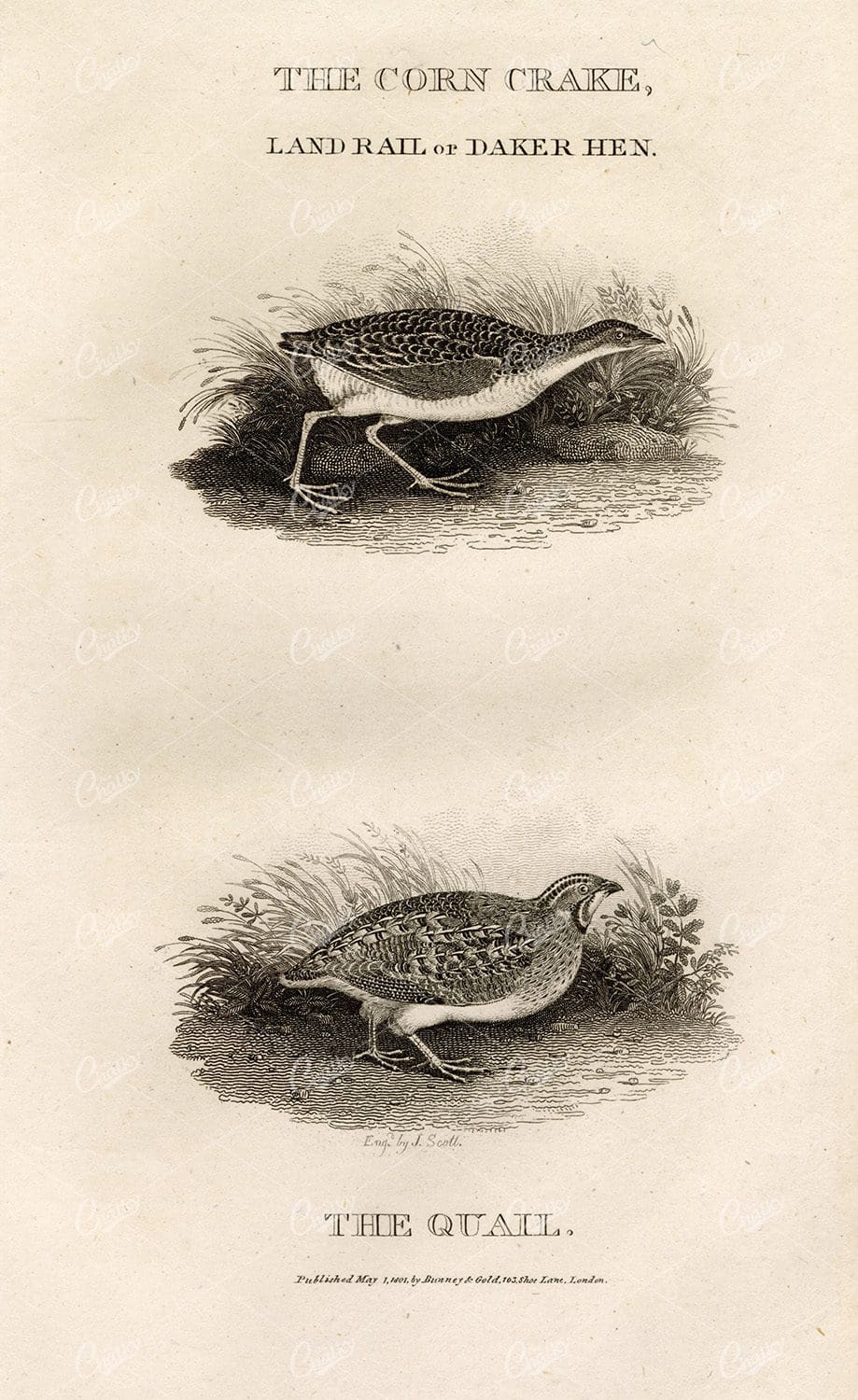 ANTIQUE Rural Sports Engraving - Land Rail and The Quail Birds