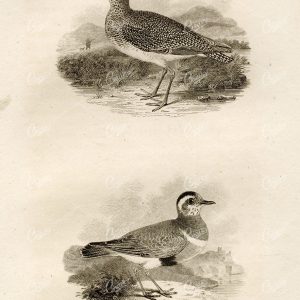 ANTIQUE Rural Sports Engraving - Golden Plover and Dotterel Birds