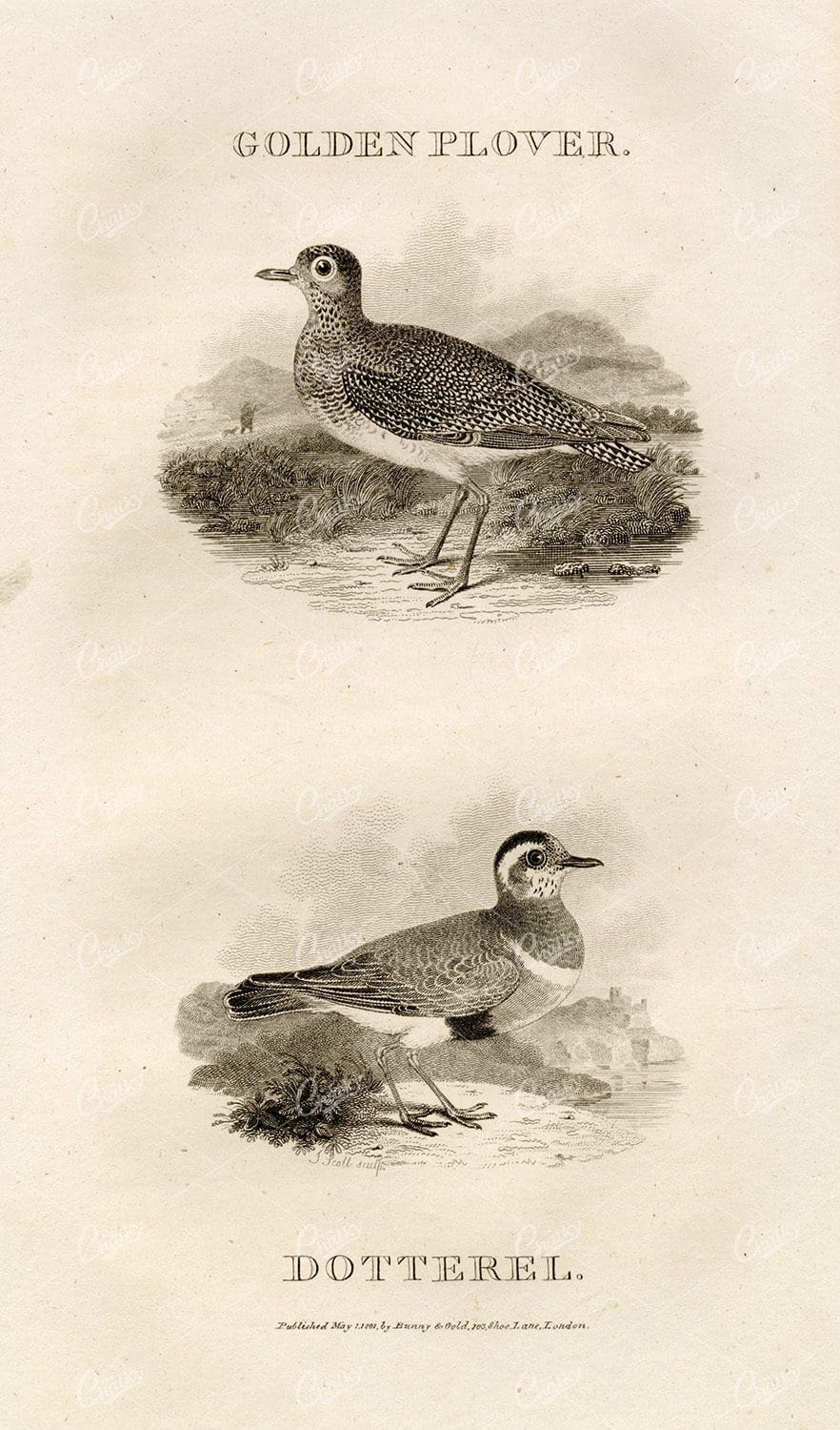 ANTIQUE Rural Sports Engraving - Golden Plover and Dotterel Birds