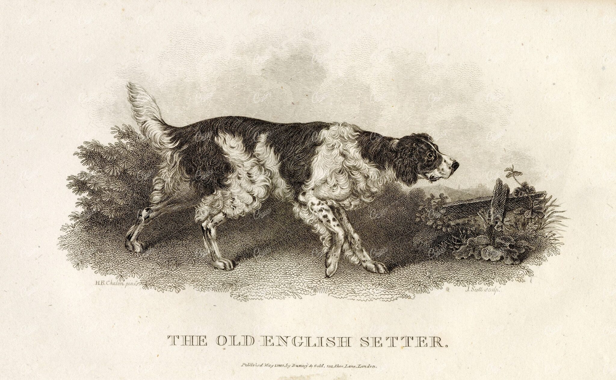 ANTIQUE Rural Sports Engraving - The Old English Setter Dog Breed