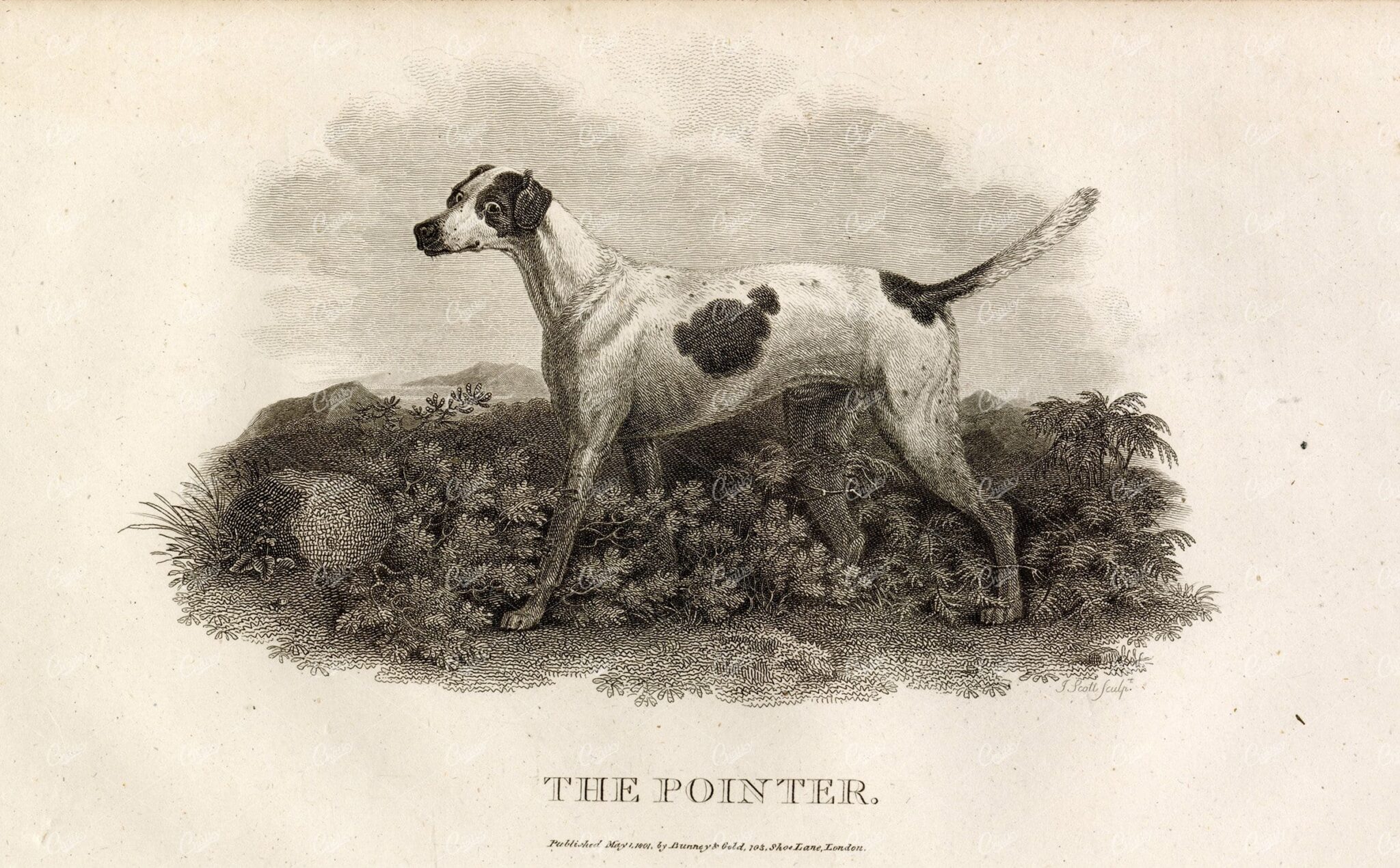 ANTIQUE Rural Sports Engraving - The Pointer Dog Breed