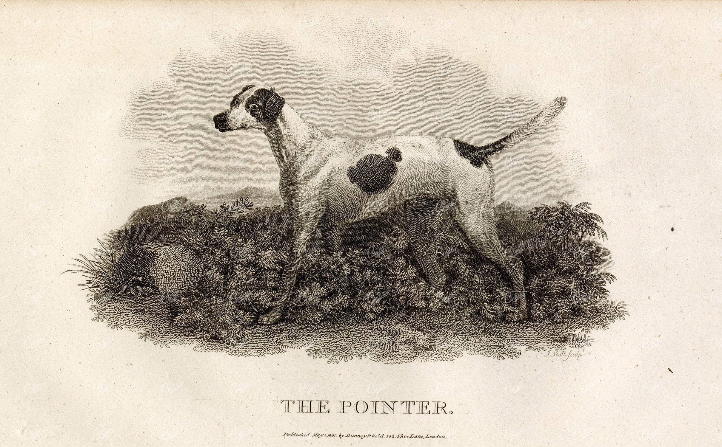 ANTIQUE Rural Sports Engraving - The Pointer Dog Breed