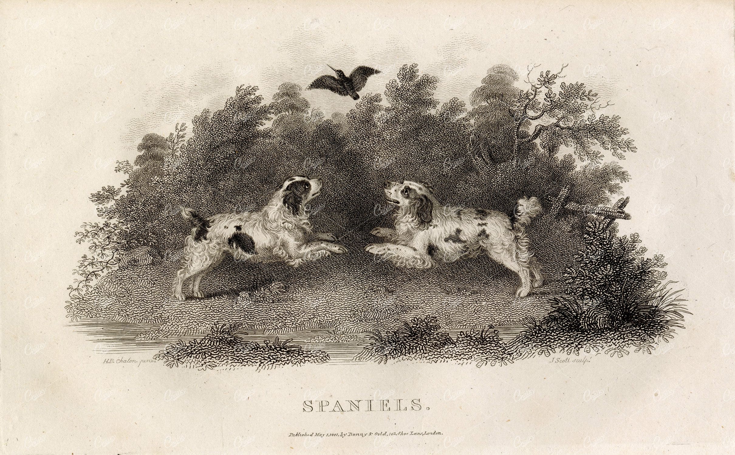 ANTIQUE Rural Sports Engraving - Spaniel Dogs Chasing Bird