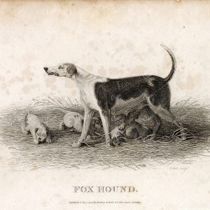 ANTIQUE Rural Sports Engraving - Fox Hound Dog Breed and her Pups