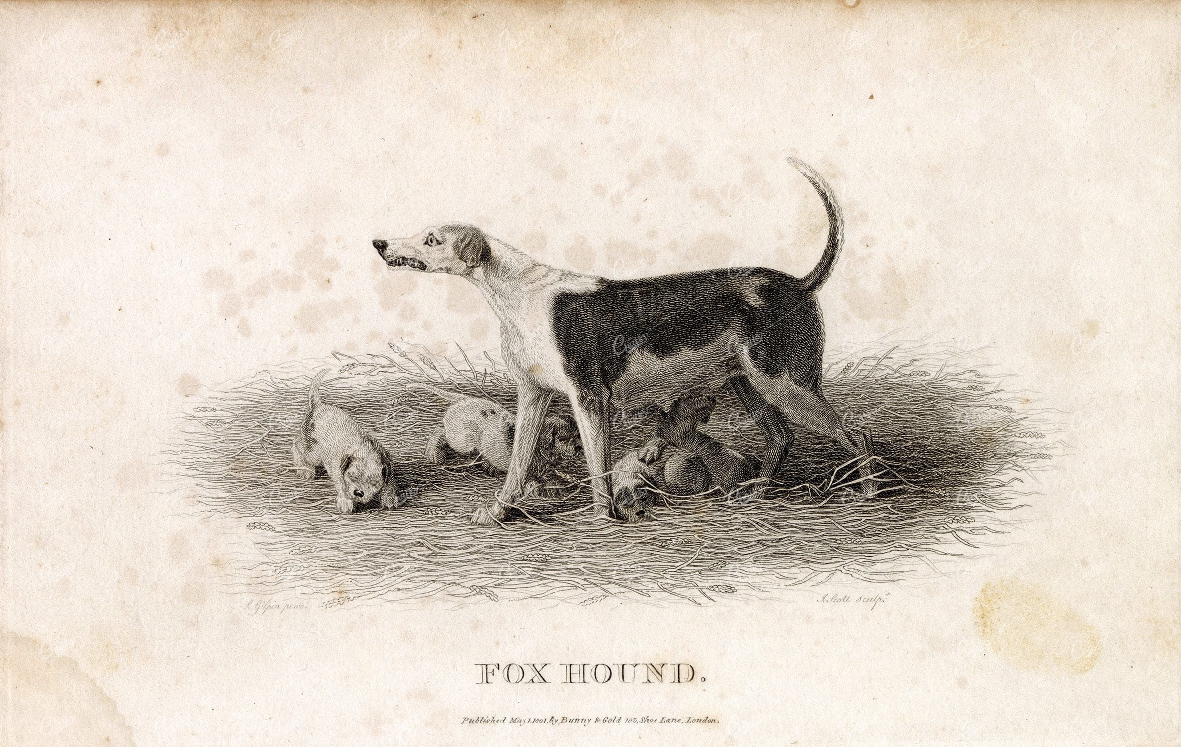 ANTIQUE Rural Sports Engraving - Fox Hound Dog Breed and her Pups