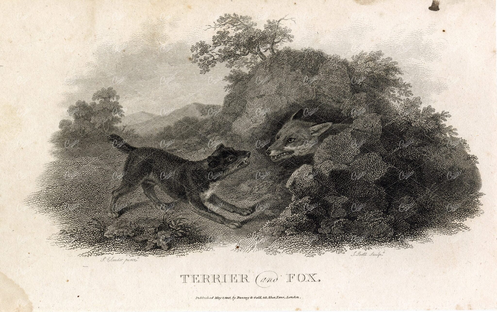 ANTIQUE Rural Sports Engraving - Terrier Dog and Fox Snarling