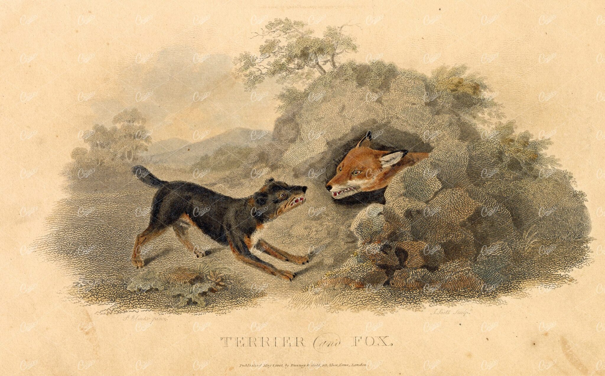 ANTIQUE Rural Sports Hand Coloured Engraving - Terrier Dog and Fox