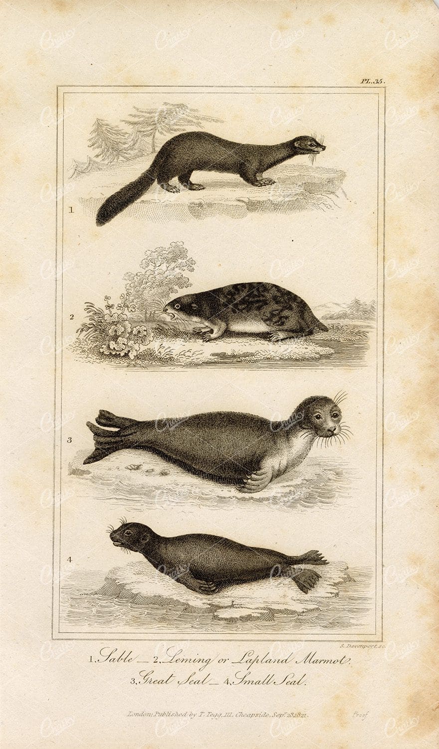 ANTIQUE Natural History Print - Sable, Leming, Marmot, Seal Engraving