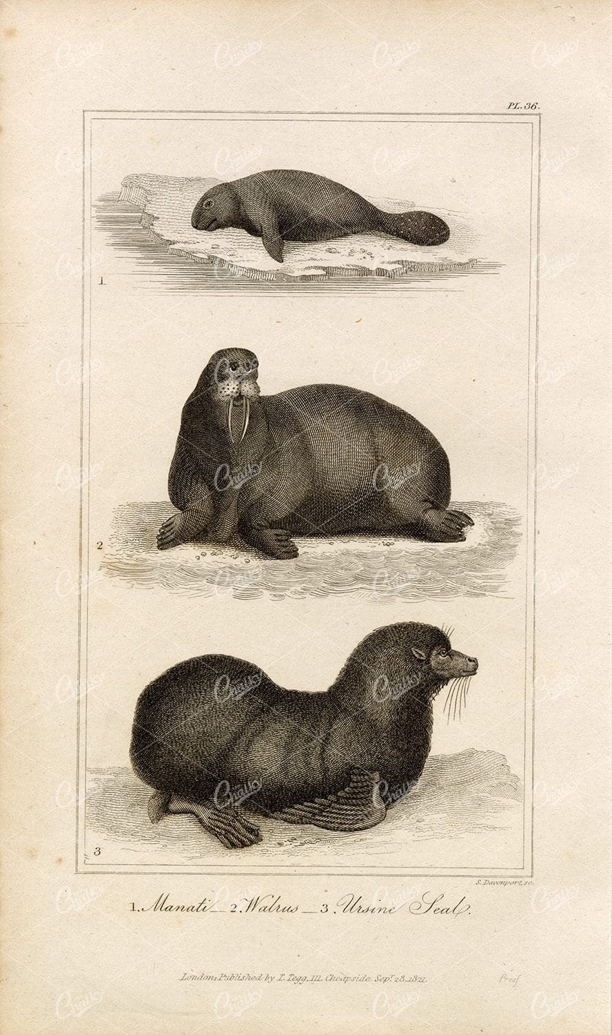 ANTIQUE Natural History Print - Manati, Walrus, Ursine Seal Engraving